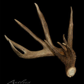A single brown Brandon Hanson Shed antler with several pointed tines is displayed on a black background. "Antlers By Klaus" appears in the lower left corner.
