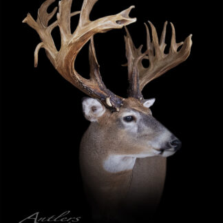 The Elburn Kohler Buck is displayed in a studio against a black background, showcasing its exceptionally wide, intricate antlers that dominate the image.