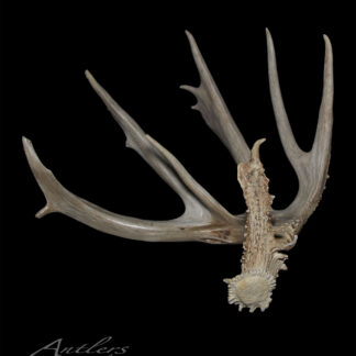 A single, large deer antler with multiple tines is displayed against a solid black background. Brian Andrew’s Shed Right is written in script in the bottom left corner.