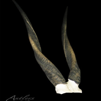 Two long, twisting Bushbuck horns with a textured, ridged surface and a white base are displayed against a solid black background. The image is labeled “Antlers By Klaus” in the lower left corner.