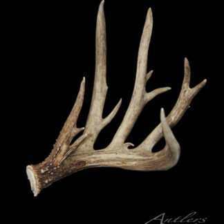 A single brown Cade Hays Shed antler with multiple pointed tines is displayed against a black background, showcasing its texture and details. "Antlers by Klaus" appears in the bottom right corner.
