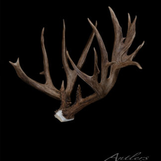 The California #3 Record Mule Deer antler is large and brown with multiple tines and a white base, displayed on a solid black background. "Antlers by Klaus" appears in the lower right corner.