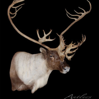 The Canadian Caribou mount features large, intricately branched antlers and brown and white fur, displayed against a black background.