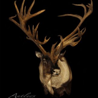 A Cano Caribou taxidermy mount with unusually large, intricate, symmetrical antlers featuring many branches stands out against a solid black background. "Antlers by Klaus" is written in script at the bottom left.