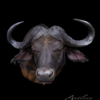 A detailed close-up of a Cape Buffalo’s head with large curved horns against a solid black background, highlighting its fur and features. “Antlers By Klaus” is written in the bottom right corner.