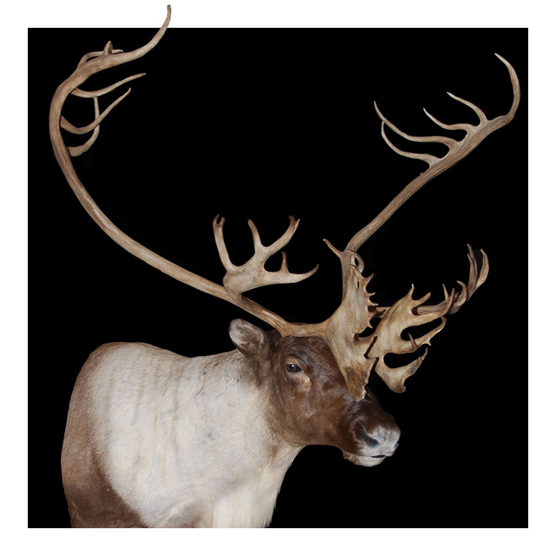 A reindeer with large, intricately branched antlers stands against a solid black background, showing its brown and white fur and impressive antler span.