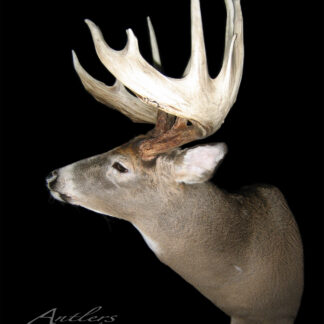 The Carl Frick Buck, a mounted deer head with wide, tall antlers, features brown fur and a lighter snout and neck, displayed against a solid black background.