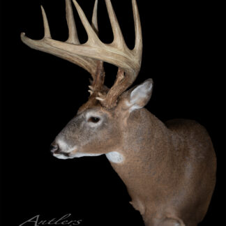 The Chippewa Buck taxidermy mount showcases a whitetail deer with large, branched antlers against a black background. The deer faces left, highlighting its impressive antler rack.