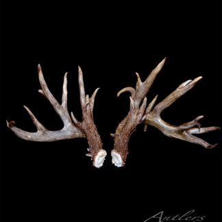 A pair of large, multi-point brown Chris Lane Sheds antlers are displayed side by side with visible cut bases against a solid black background. A watermark reads "Antlers by Klaus.