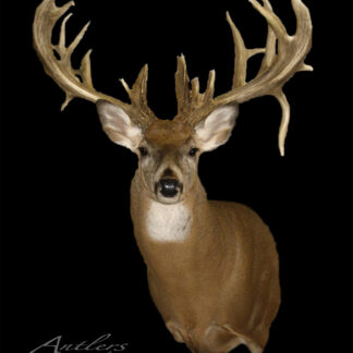 A taxidermy mount of the Clint Barnes Buck with wide, branched antlers is displayed against a black background. "Antlers by Klaus" appears in the lower left corner.