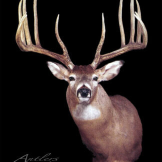 “Commander and Chief” displays a mounted deer head with large, symmetrical, multi-tined antlers against a black background. The deer faces forward, and “Antlers by Klaus” with copyright appears in the lower left corner.