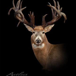 A mounted white-tailed deer with large, multi-point antlers, named Comstock Buck, is displayed against a solid black background. The text "Antlers by Klaus" appears in the lower left corner.