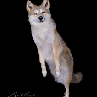 A mounted Coyote with alert amber eyes stands upright on its hind legs against a solid black background. Its front paws are raised, head slightly tilted. The Antlers by Klaus watermark appears in the corner.