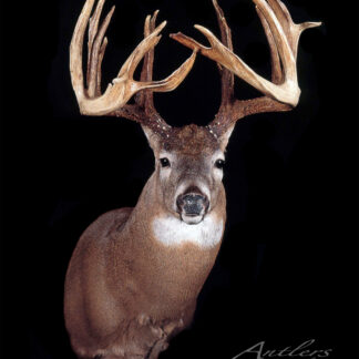 The Crab Claw Buck is a mounted white-tailed deer with wide, intricate, branched antlers displayed against a black background, highlighting the antlers as the mount's standout feature.