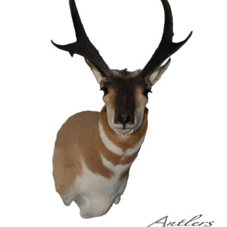 The Crazy Hook Antelope taxidermy mount features dark curved horns, tan and white fur, and a watermark reading "Antlers by Klaus" on a plain white background.
