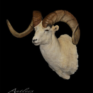 A mounted white Drum Dall Sheep head with large, curved brown horns is displayed against a black background. The text "Antlers By Klaus" appears in the lower left corner.