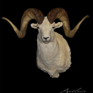 A Brewer Dall Sheep mount with large, spiraled horns and thick white fur is displayed against a black background, featuring the Antlers By Klaus logo in the lower right corner.