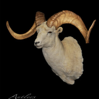 A taxidermy mount of the Kraft Alaskan Dall Sheep, featuring large spiraled brown horns, is displayed on a black background. "Antlers By Klaus" appears in the bottom left corner.