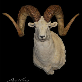 The World Class Dall Sheep taxidermy mount showcases a white sheep with large, curved brown horns against a solid black background, facing forward. The “Antlers by Klaus” logo is at the bottom left.