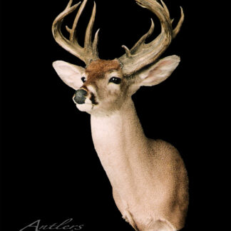 A mounted Dan King Coues Buck head with large, multi-pointed antlers is displayed against a solid black background, facing slightly to the left. "Antlers by Klaus" appears in the lower left corner.