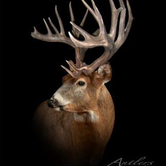 The image shows the Daniel Richardson Buck, a white-tailed deer with large, intricate antlers against a black background. The Antlers by Klaus logo appears in the lower right corner.