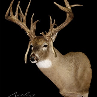 The Del Austin Buck, a mounted deer head with large, intricate antlers and brown fur with a lighter underside, is displayed against a black background. “Antlers by Klaus” appears in script in the lower left corner.