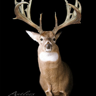 The Dickson Buck taxidermy mount features a deer with large, intricate antlers against a black background. The deer faces forward to showcase its impressive antlers, with a copyright watermark in the bottom left corner.