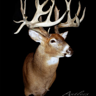 Don Dunkers Sheds: A taxidermy mount of a large white-tailed deer buck with impressive antlers is displayed against a solid black background, featuring The Antlers by Klaus logo in the bottom right corner.