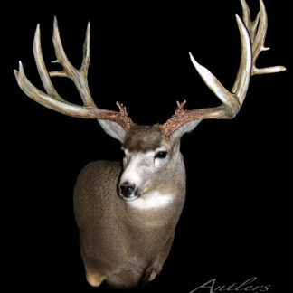 Double Flyer Buck taxidermy mount with impressive multi-pointed antlers displayed against a black background. Antlers by Klaus logo appears in the bottom right corner.