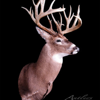 The Doug Whitcomb Buck, a taxidermy mount of a white-tailed deer with large, multi-pointed antlers, is displayed against a solid black background with the Antlers By Klaus logo in the lower right corner.
