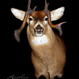 Droopy, a taxidermy deer mount with unique asymmetrical antlers, brown coat, and white underbelly, is displayed against a black background. The animal has an alert expression. Copyright Antlers By Klaus appears in the corner.