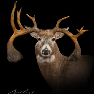 The Double Club Droptine "Elvis" mount features a calm deer with an exceptionally large, asymmetrical set of antlers, displayed against a solid black background with well-groomed fur.