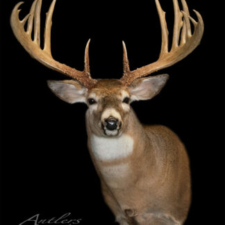The Jason Erb Buck features a mounted deer head with large, symmetrical, light brown multi-point antlers against a black background. The deer’s eyes are open, and its brown and white fur adds to its realistic appearance.