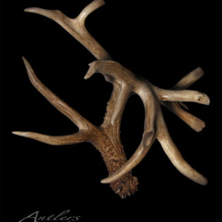 The Tom Ertel Shed, a large branched deer antler with multiple tines and a textured base, is displayed against a black background. "Antlers By Klaus" appears in script at the bottom left corner.