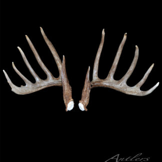 A set of large, brown Excelsior Sheds deer antlers with multiple points shown side by side, symmetrical and horizontal, displayed against a solid black background.