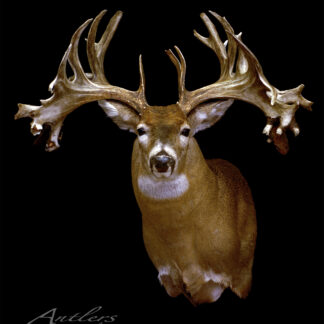 The Helgie Eymundson Buck is a mounted deer with exceptionally large, intricate antlers displayed against a black background. Professional lighting highlights the impressive antlers, with the Antlers By Klaus logo in the corner.