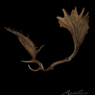A Wide Paddle Fallow Deer antler, with broad, flat tines and intricate textures, is displayed against a black background with the Antlers by Klaus logo in the lower right corner.