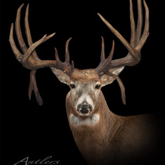 The Fedirko Buck, a mounted deer head with large, intricately branched antlers, is displayed against a black background. The Antlers by Klaus logo appears in the lower left corner of the image.