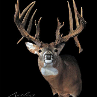A Fisher Sheds mounted deer head with large, intricate antlers is displayed against a black background. The antlers have many points and unique shapes, and the bottom left of the image features a signature.
