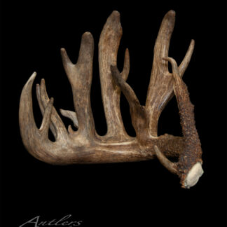 The Frostbite Shed is a large, mature deer antler with multiple thick tines and a rough, textured surface in natural colors, displayed against a solid black background with the base clearly visible.
