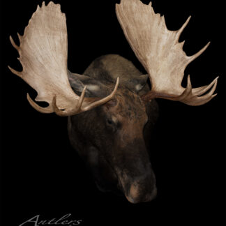 The Gagger Moose, a mounted moose head with large, wide antlers spread prominently, is displayed against a black background. "Antlers By Klaus" appears in the bottom corner.