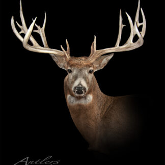 The Garbage Dump Buck taxidermy mount displays a white-tailed deer's head and upper body with large, symmetrical antlers against a black background, showcasing the impressive features of this unique piece.