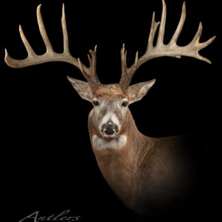 The Gary Douglas Buck, a mounted white-tailed deer with an exceptionally large and wide set of antlers, is shown against a black background with the Antlers by Klaus logo in the bottom left corner.