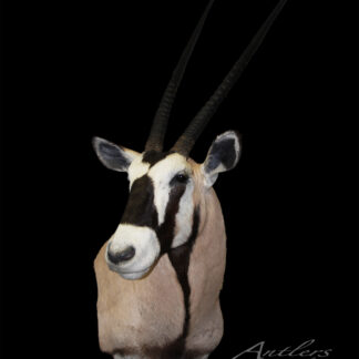 The Gemsbok Oryx mount features long, straight horns, tan fur, and striking black-and-white facial markings displayed on a black background. The Antlers By Klaus logo is visible in the lower right corner.