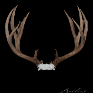 The Grand Fork Mule Deer displays large, multi-point brown antlers with a white skull base against a solid black background. "Antlers by Klaus" is shown in the bottom right corner.