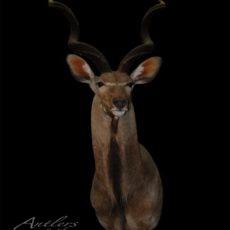 A Greater Kudu taxidermy mount with long spiral horns is displayed against a black background, facing forward. "Antlers by Klaus" appears in white in the lower left corner.