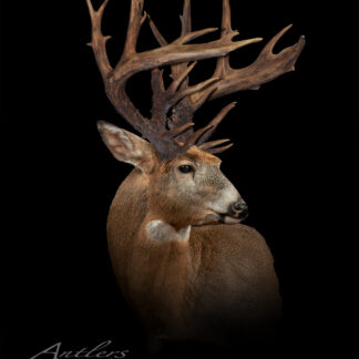 A taxidermy mount of the Grant Gustafson Buck shows its unusually large, intricate antlers against a black background, with “Antlers by Klaus” labeled in the lower left corner.
