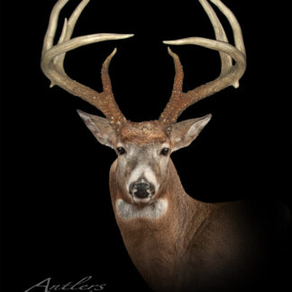 A close-up of a mature deer with large, symmetrical antlers set against a black background. Lighting highlights the animal's face and antlers. "Mark Hayes Buck" is written in cursive in the lower left corner.