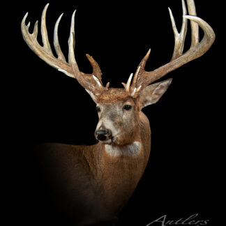 The Mark Hayes Buck is a large whitetail deer mount with wide, symmetrical antlers, displayed in three-quarter profile against a black background to showcase its impressive size.