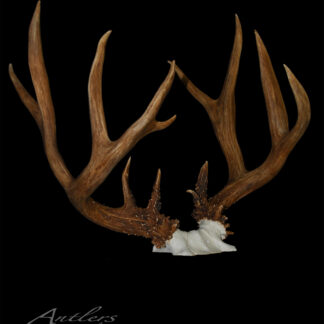 A pair of large, textured brown Blacktail deer antlers with a white base is displayed against a solid black background. A small "Antlers by Klaus" watermark appears in the image.